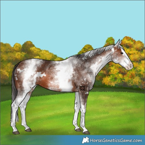 Horse Color:White Spotted Brown Splash 