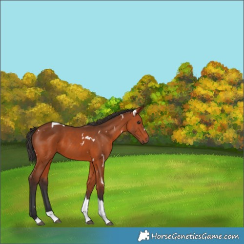 Horse Color:White Spotted Bay Tobiano 