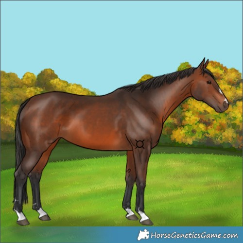 Horse Color:Brown 