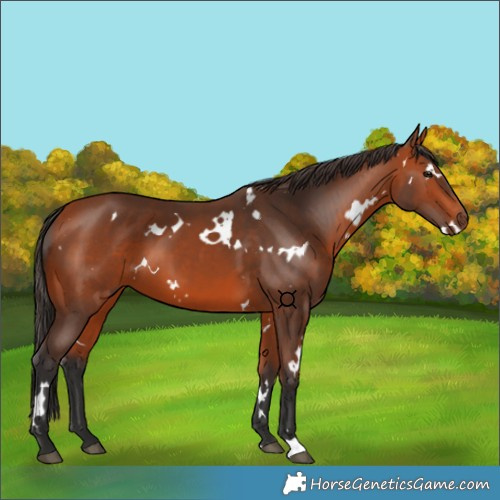 Horse Color:White Spotted Bay 