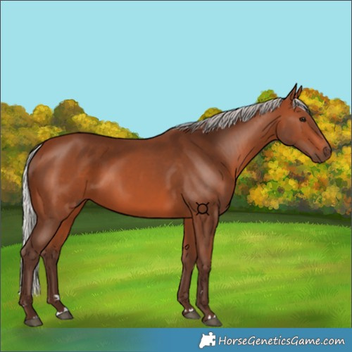 Horse Color:Silver Brown 