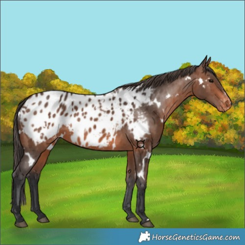 Horse Color:White Spotted Brown Near Leopard