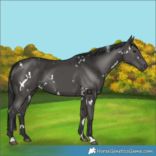 Horse Color:White Spotted Black