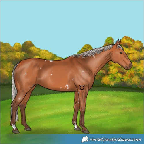 Horse Color:White Spotted Silver Bay 