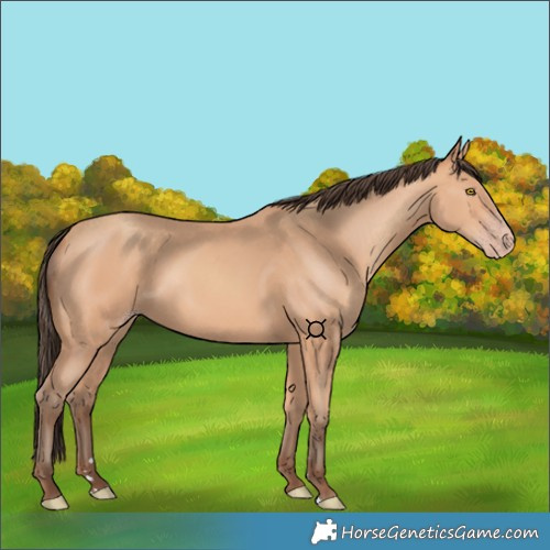 Horse Color:Amber Champagne 