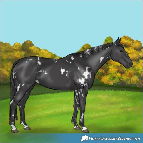 Horse Color:White Spotted Black 