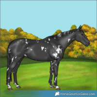 Horse Color:White Spotted Black 