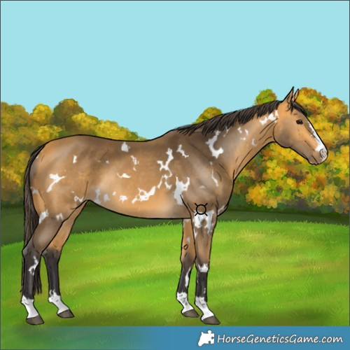 Horse Color:White Spotted Buckskin 