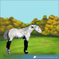 Horse Color:White Spotted Blue Onyx Ice Splash 