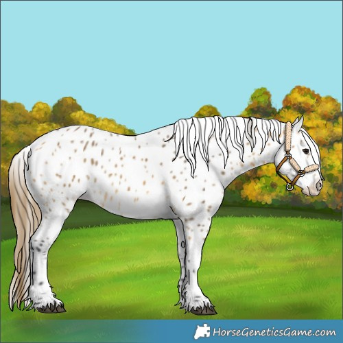 Horse Color:Buckskin Appaloosa