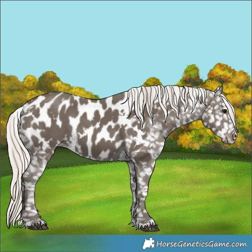 Horse Color:White Spotted Silver Smoky Black Blanket