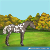 Horse Color:White Spotted Silver Smoky Black Appaloosa 