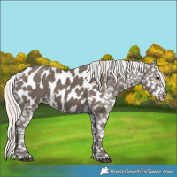 Horse Color:White Spotted Silver Smoky Black Blanket 