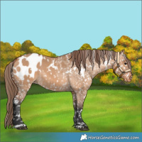 Horse Color:White Spotted Bay Dun Blanket