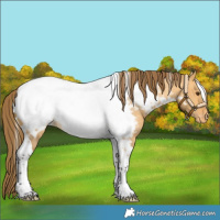 Horse Color:White Spotted Buckskin Dun Tobiano Near Fewspot 