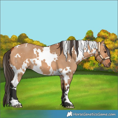 Horse Color:White Spotted Bay Dun 