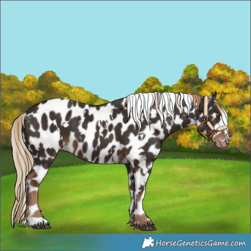 Horse Color:White Spotted Liver Chestnut Leopard