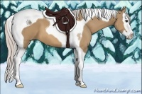 Horse Color:Silver Bay Dun Splash Tobiano 