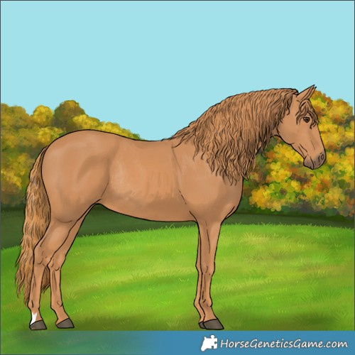Horse Color:Chestnut Rabicano 