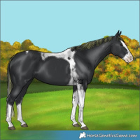 Horse Color:Painted Black Splash Tobiano 