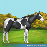 Horse Color:Painted Black Splash Tobiano 