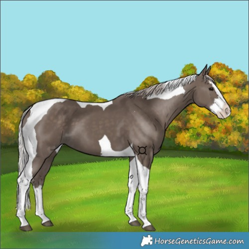 Horse Color:Silver Black Splash Tobiano 