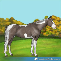 Horse Color:Silver Black Splash Tobiano 