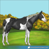 Horse Color:Painted Black Splash Tobiano