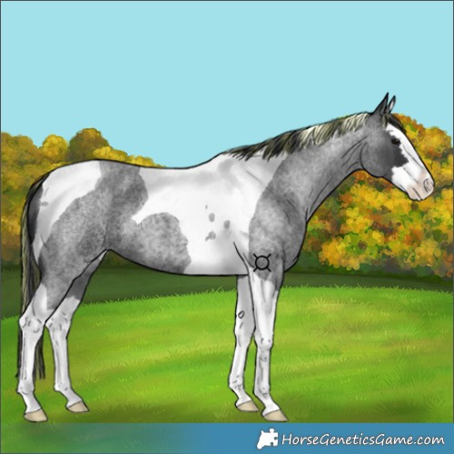 Horse Color:Painted Blue Roan Splash Tobiano