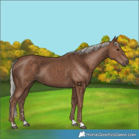 Horse Color:Silver Black 