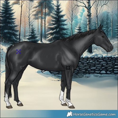 Horse Color:Black Tobiano