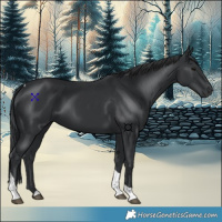 Horse Color:Black Tobiano 