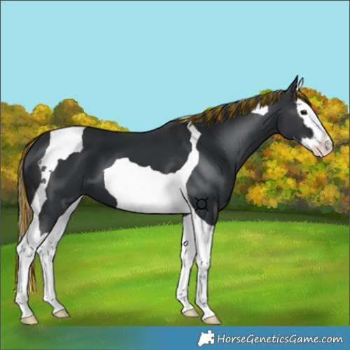 Horse Color:Painted Black Splash Tobiano
