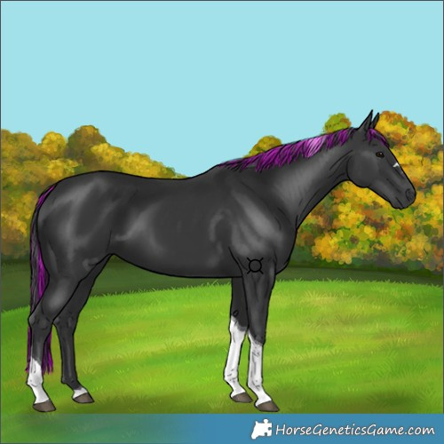 Horse Color:Painted Black Tobiano 