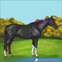 Horse Color:Painted Black Tobiano 