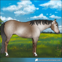 Horse Color:Gray Liver Red Dun 