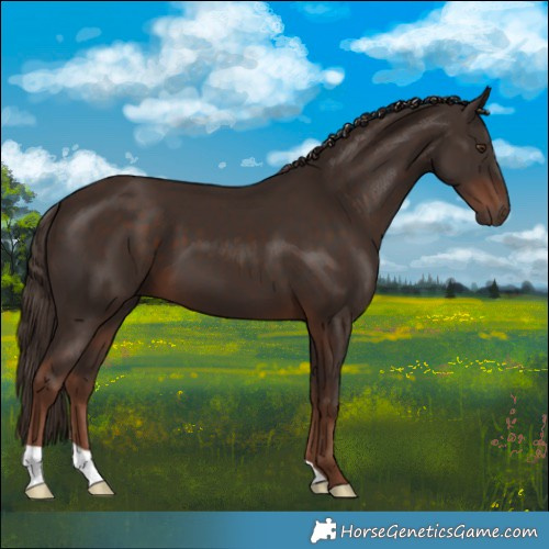 Horse Color:Liver Chestnut 