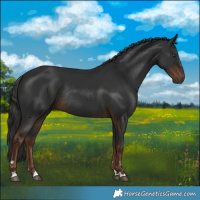 Horse Color:Liver Chestnut Rabicano 