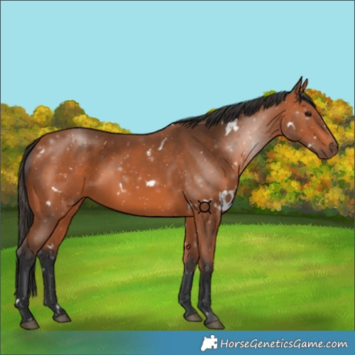 Horse Color:White Spotted Bay 