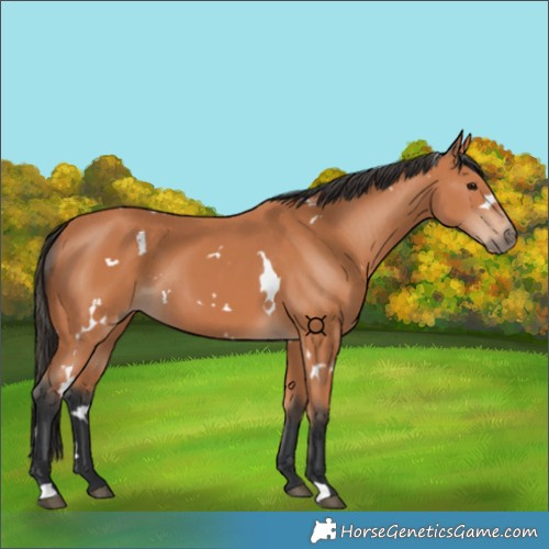 Horse Color:White Spotted Bay 