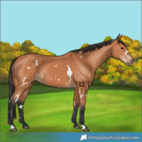 Horse Color:White Spotted Bay