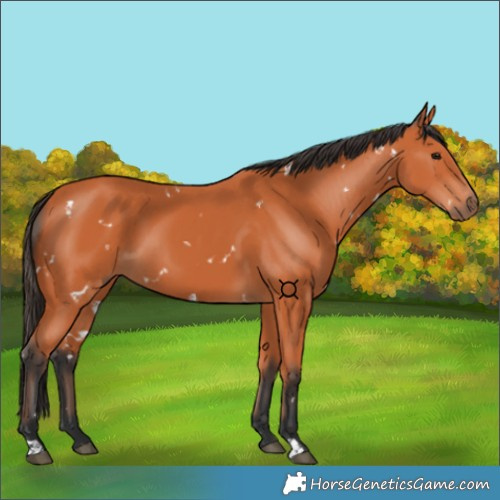 Horse Color:White Spotted Bay 