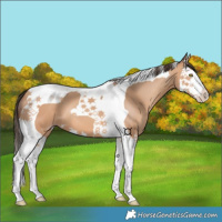 Horse Color:Amber Champagne Splash Tobiano