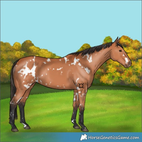 Horse Color:White Spotted Bay