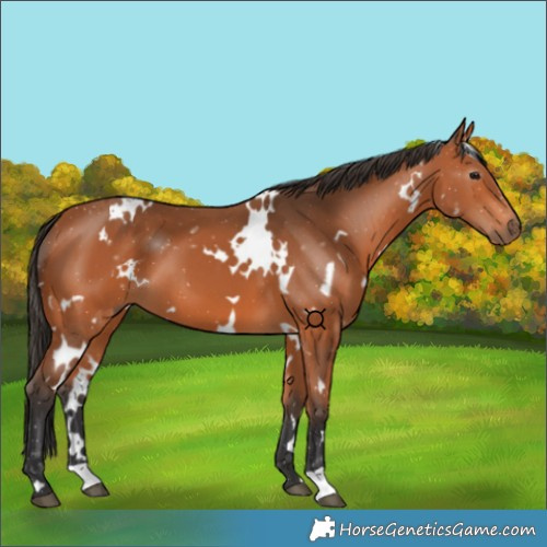 Horse Color:White Spotted Bay 