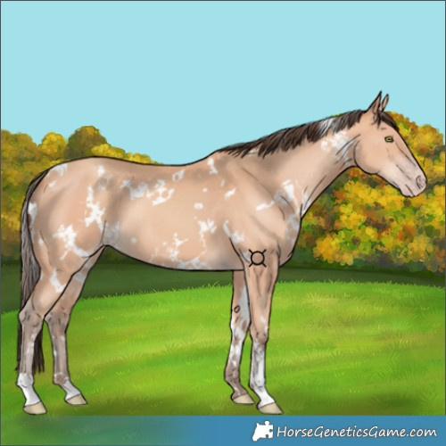 Horse Color:White Spotted Amber Champagne 