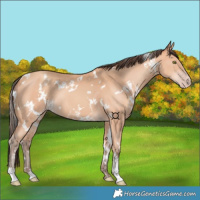 Horse Color:White Spotted Amber Champagne