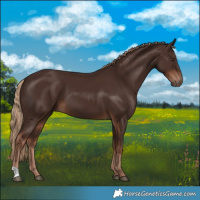 Horse Color:Liver Chestnut 