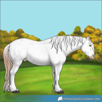 Horse Color:Red Roan Snowflake Varnish 