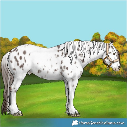 Horse Color:White Spotted Liver Chestnut Sabino Appaloosa 